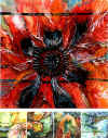 mohn.JPG (39454 Byte)