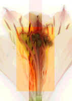 tigr4.jpg (34500 Byte)