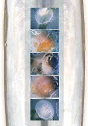 9nord.jpg (37704 Byte)